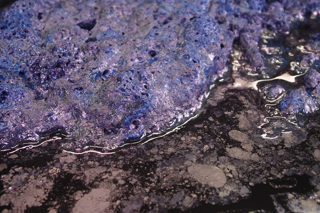 あおもり藍のこれまでとこれから