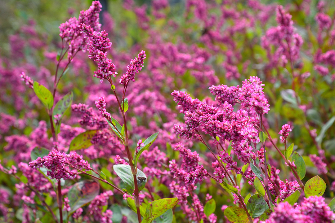 あおもり藍の最たるチカラ「抗菌性」